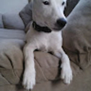 Meet your Posher, Angel